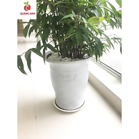 ( nhiều cỡ) Đĩa lót chậu cây, chậu hoa tròn trắng các loại, chống chảy bẩn ra sàn